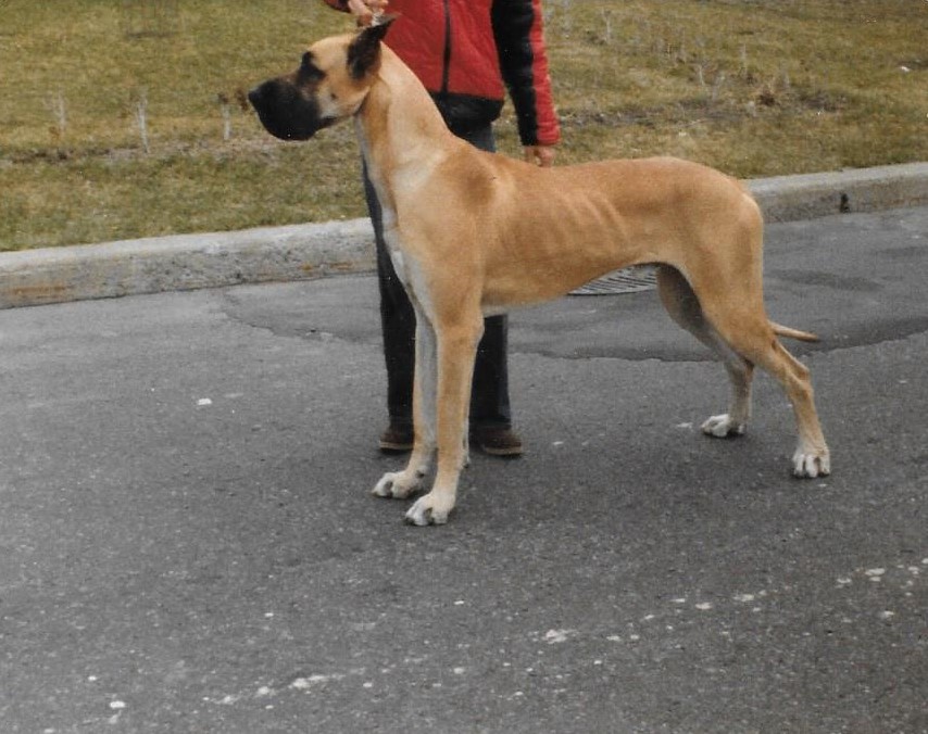 Irving 15mo